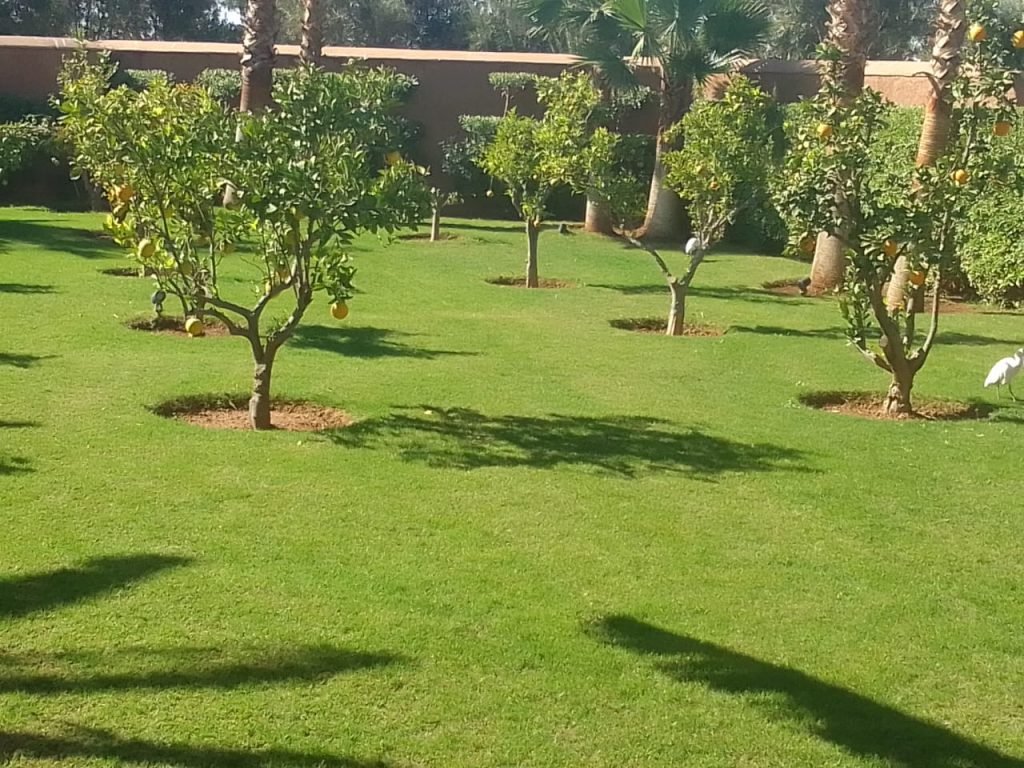 entretien-jardin-marrakech-entretien-agrumes-arbres-fruitiers-23