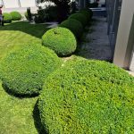 entretien-jardin-marrakech-taille-haies-topiaire-boules-01