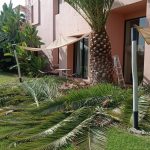 entretien-jardin-marrakech-taille-palmier-coupe-palmes-03