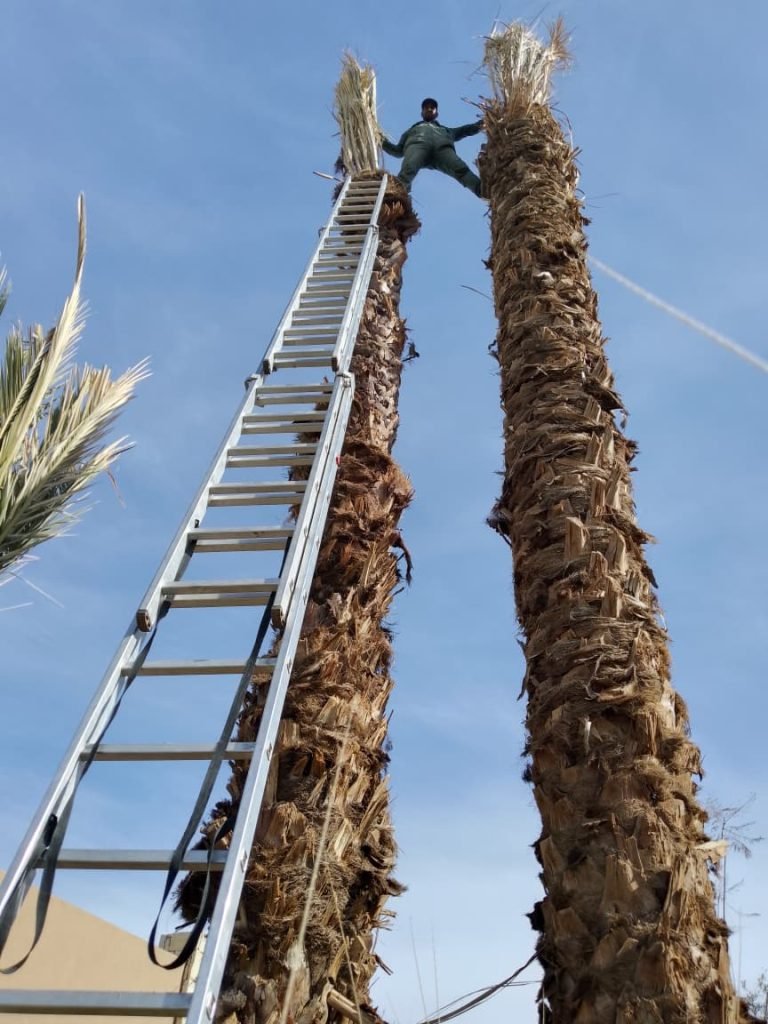 Taille de palmiers Marrakech : Service d'élagage certifié et sécurisé