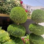 gartenpflege-marrakesch-topiarie-kugelschnitt-heckenpflege-19