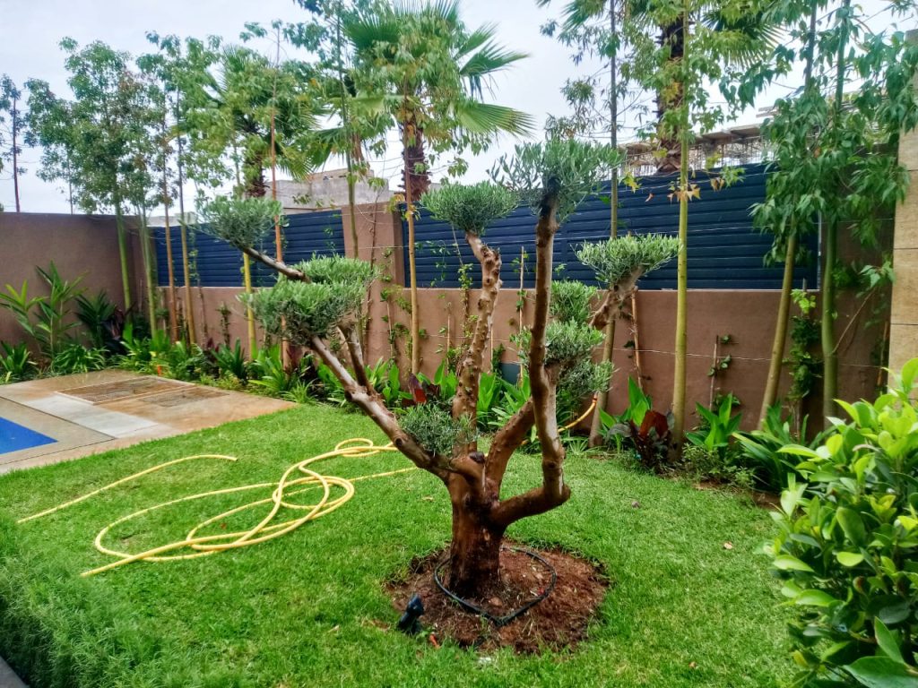 Jardinier à Marrakech