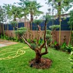 mantenimiento-jardines-marrakech-poda-arbol-olivo-topiaria-cesped-05