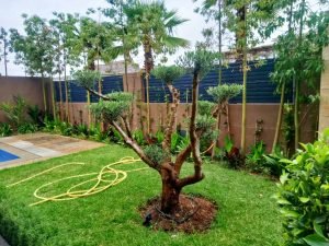 Jardinier professionnel à Marrakech