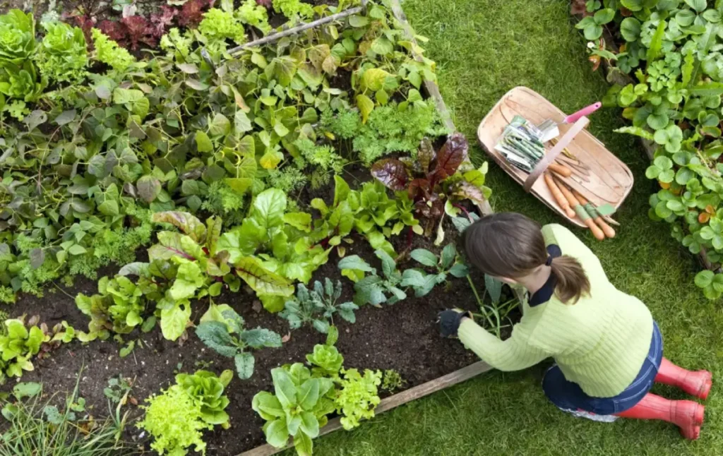 Potager à Domicile Marrakech : Jardinier pour Création Légumes & Herbes Bio