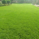 Désherbage Jardin Marrakech : Jardinier à Domicile Contre les Mauvaises Herbes