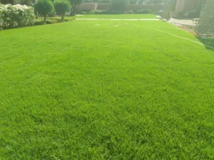 Désherbage Jardin Marrakech : Jardinier à Domicile Contre les Mauvaises Herbes