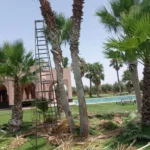 Taille de Palmiers Marrakech : Jardinier Agréé & Sécurisé