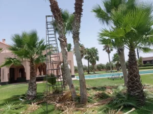 Taille de Palmiers Marrakech : Jardinier Agréé & Sécurisé