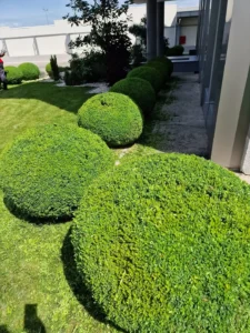 Taille de Haies Marrakech : Jardinier Expert pour un Rendu Impeccable