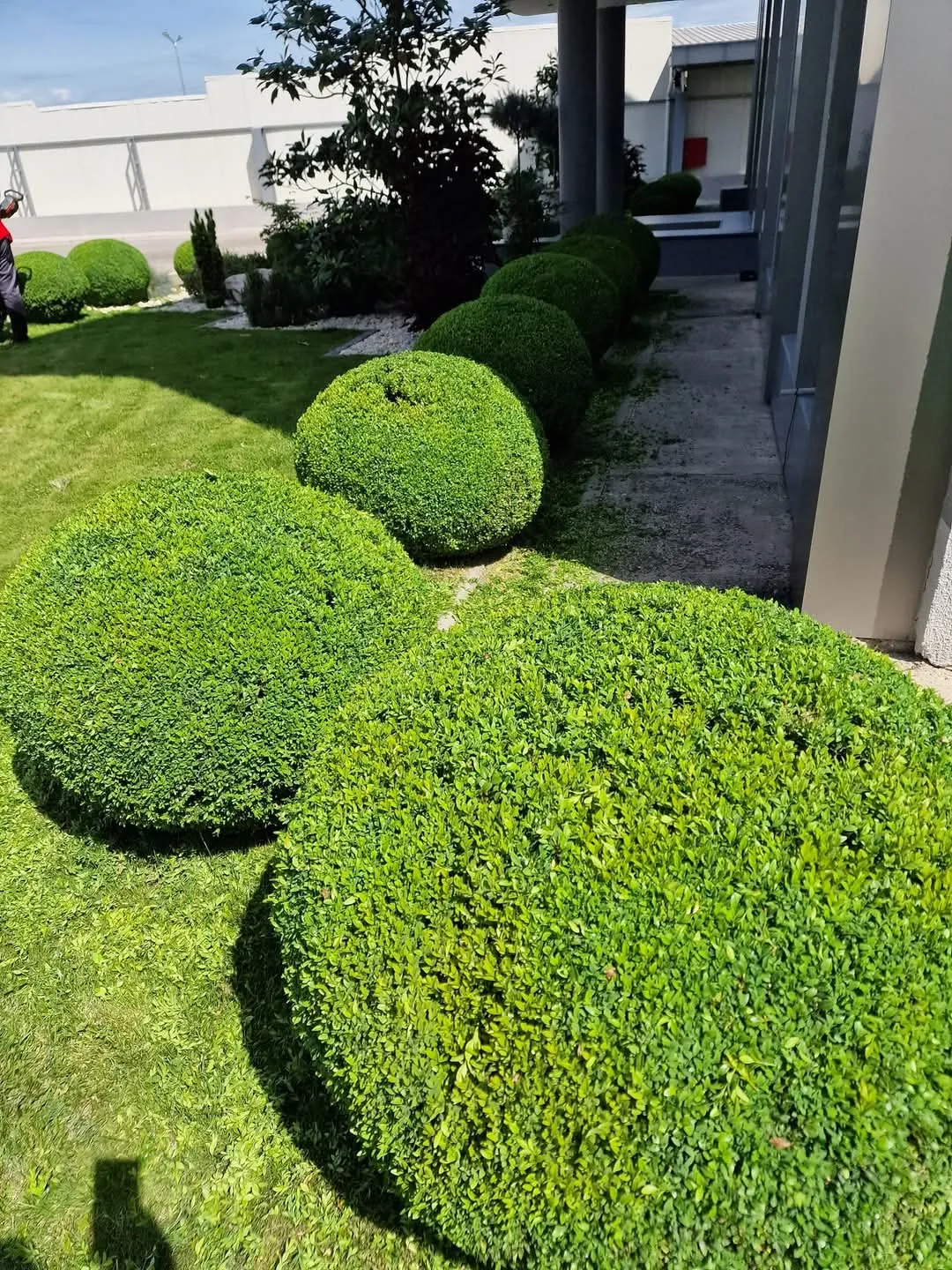 Élagage D&rsquo;arbres Et Taille De Haies À Marrakech