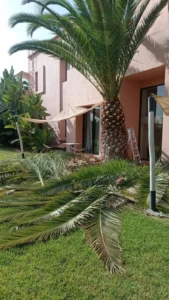 Élagage & Taille d'Arbres Marrakech : Jardinier Spécialisé en Hauteur