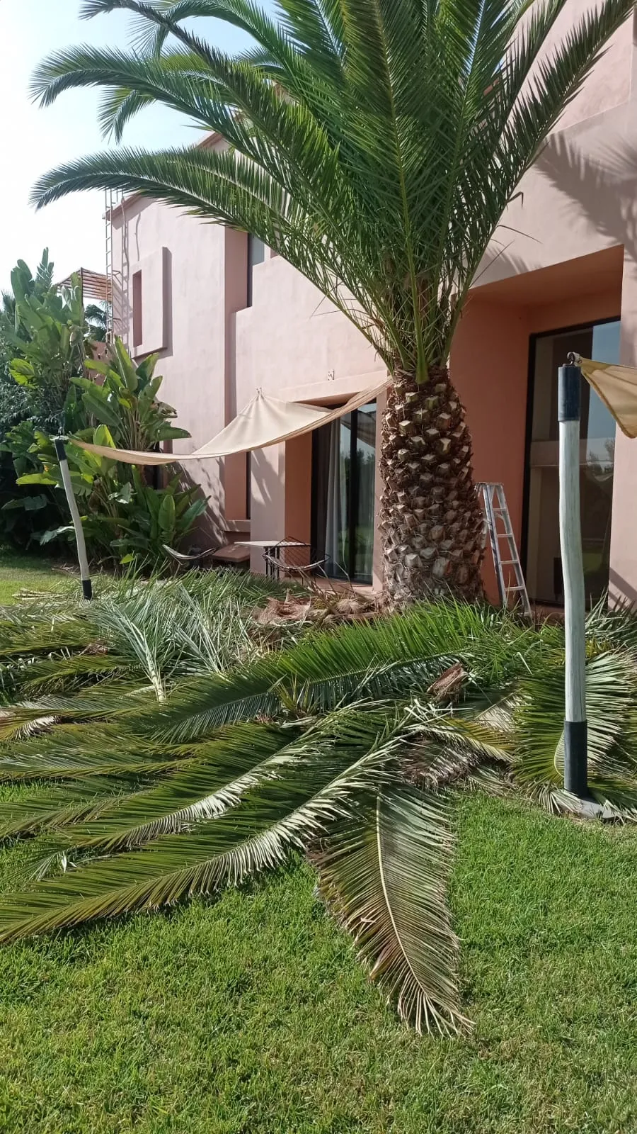 Tree Pruning & Trimming Marrakech: Specialized Tree Care Services
