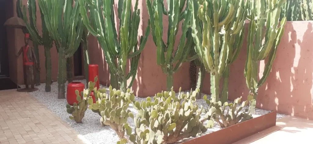 Jardin Sec Marrakech : Jardinier Paysagiste Spécialisé Plantes Résistantes à la Chaleur