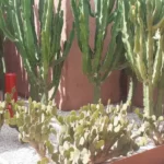 Jardin Sec Marrakech : Jardinier Paysagiste Spécialisé Plantes Résistantes à la Chaleur