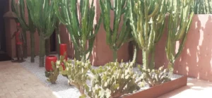Jardin Sec Marrakech : Jardinier Paysagiste Spécialisé Plantes Résistantes à la Chaleur