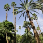 palm tree forest