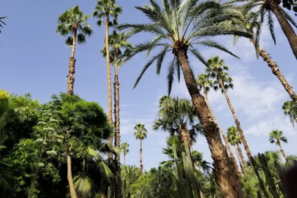 palm tree forest