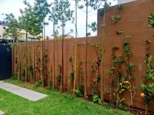 mantenimiento-jardines-marrakech-trepadoras-en-muro-tutores-riego-08