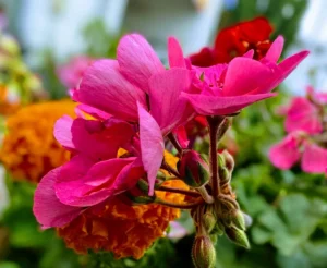 Natural flowers