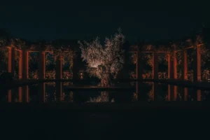 a tree in the middle of a pond at night