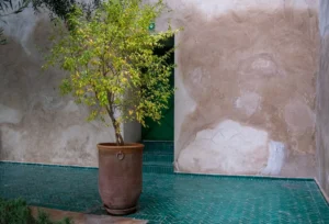 a potted plant sitting on top of a green tiled floor