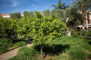 a small tree in the middle of a garden