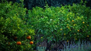 a garden filled with lots of orange trees