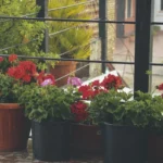 a bunch of potted flowers sitting on a window sill