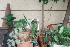 Various potted plants arranged near a wall.