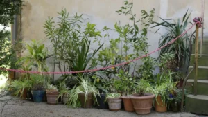 pfaueninsel plants island berlin potsdam havel