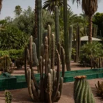 Tall cacti and lush greenery in a botanical garden.