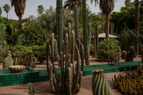 Tall cacti and lush greenery in a botanical garden.