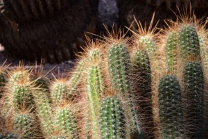 Fine spines on a cactus plant catch the sun