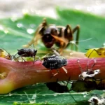 An ant and aphids on a plant stem