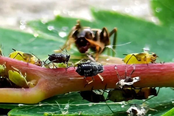 An ant and aphids on a plant stem
