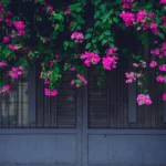 Sắc màu hoa giấy (lesser bougainvillea - paperflower)