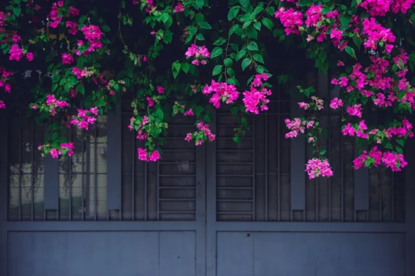 Sắc màu hoa giấy (lesser bougainvillea - paperflower)