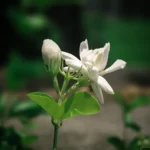 English Name- Jasmine Flower Sc. Name- Aegle Marmelos