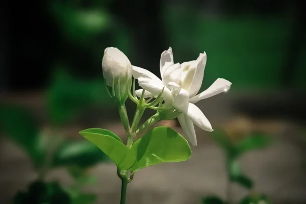 English Name- Jasmine Flower Sc. Name- Aegle Marmelos