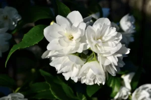 Jasmine