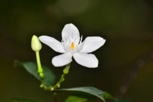 Jasmine White Flower