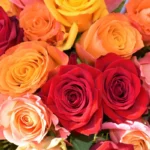 Multicolor Rose Bouquet