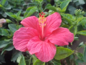 Vibrant hibiscus, known for its bold petals and striking hues, graces gardens with its tropical elegance and floral beauty.