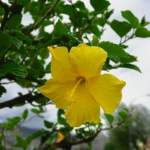 a yellow flower is growing on a tree