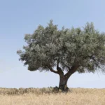 Tree in olive grove