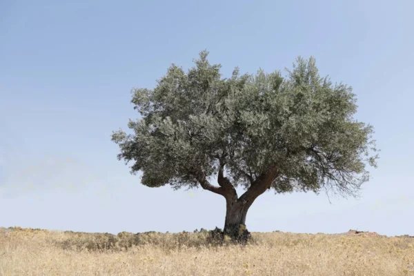 Tree in olive grove