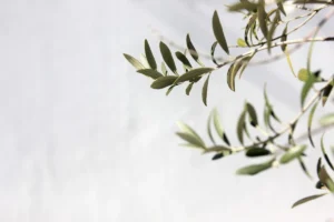Olive tree
