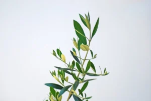 olive branch