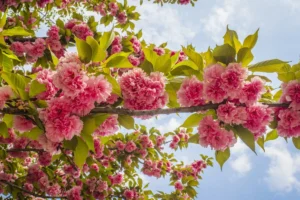Cherry blossoms